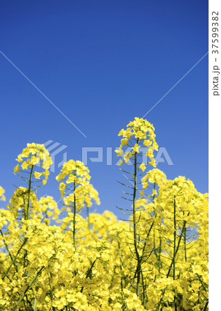 菜の花 菜の花 37599382