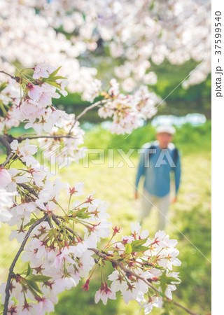 お花見 37599540