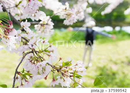 お花見 お花見 37599542