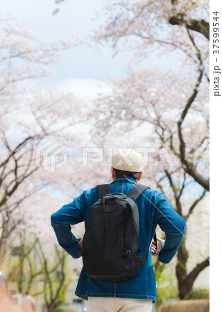 花見 37599544