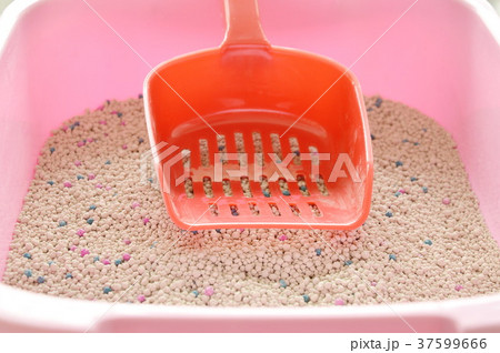 red plastic shovel on cat litter in pink box red plastic shovel on cat litter in pink box 37599666