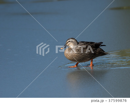凍った池のカルガモ 凍った池のカルガモ 37599876