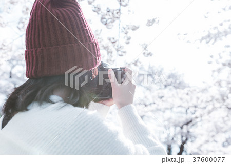 お花見 お花見 37600077