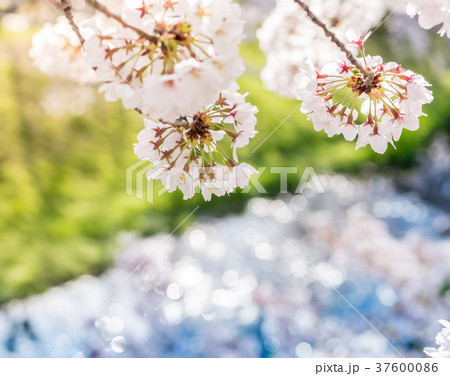 桜が咲き乱れる季節 桜が咲き乱れる季節 37600086