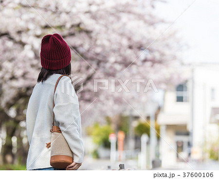 お花見 お花見 37600106