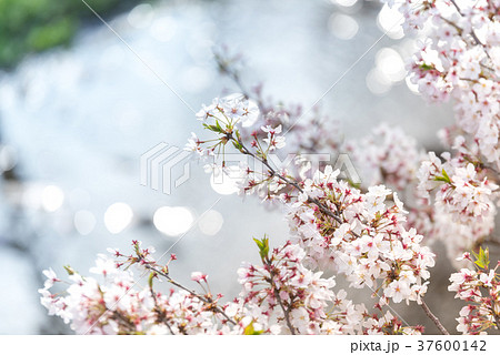 桜が咲き乱れる季節 37600142