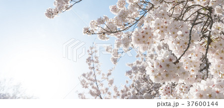 桜が咲き乱れる季節 37600144