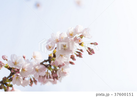 さくら　つぼみ　そして　はなびら 37600151