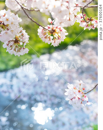 桜が咲き乱れる季節 37600164
