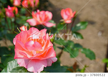 サーモンピンクが美しいバラ サーモンピンクが美しいバラ 37600522