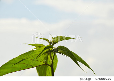tree top with cloud and sky background 37600535