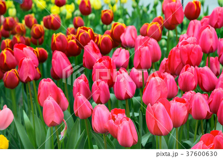red tulips holiday background 37600630