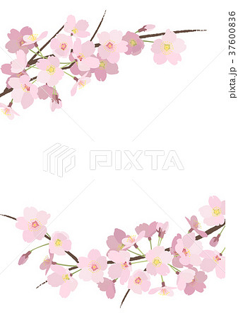 桜のフレーム シンプル 3のイラスト素材