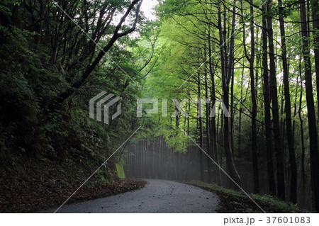 山道の新緑 37601083
