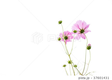 Beautiful pink color cosmos flower on white sky Beautiful pink color cosmos flower on white sky 37601431