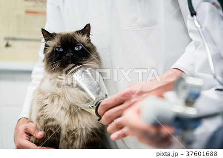 Vet checking cat for symptoms of disease in 37601688