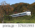 紅葉の中を走る683系 37601993