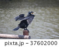 羽を乾かすカワウ 37602000