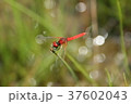 ハッチョウトンボ 37602043