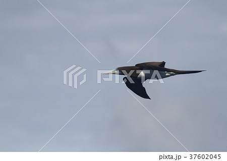 カツオドリ カツオドリ 37602045