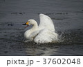 水浴びをするコハクチョウ 37602048