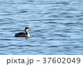ハジロカイツブリ 37602049