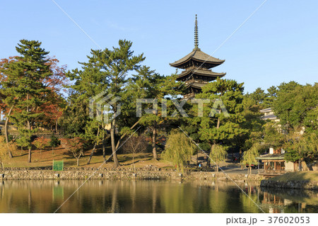 奈良県・興福寺五重塔と猿沢池 奈良県・興福寺五重塔と猿沢池 37602053