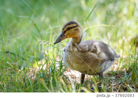 Young duck standing in grass 37602083