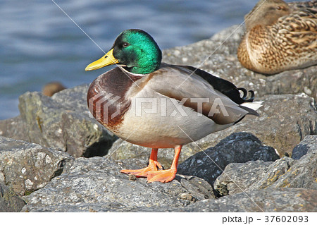 マガモ マガモ 37602093