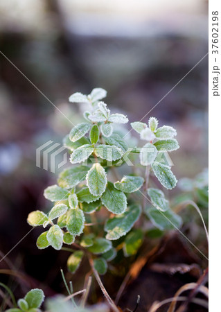 Frosty lingonberry twigs 37602198