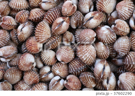 Cockles at street food 37602290