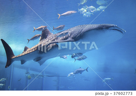 ジンベイザメ 37602773