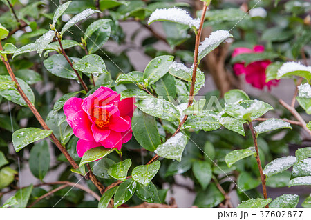 雪の積もった椿 37602877