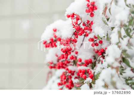 雪が積もった南天の実 雪が積もった南天の実 37602890
