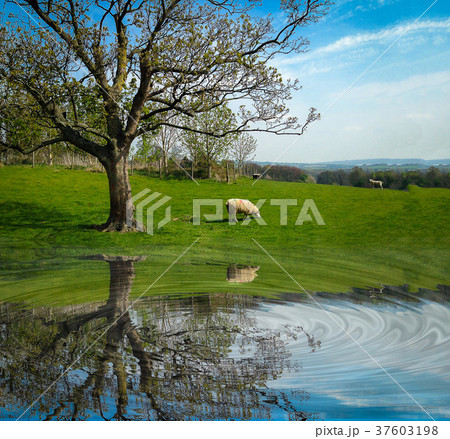 White sheep eating green grass near big tree 37603198