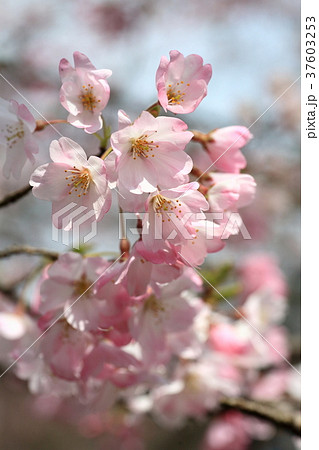 満開の桜　クローズアップ 37603253
