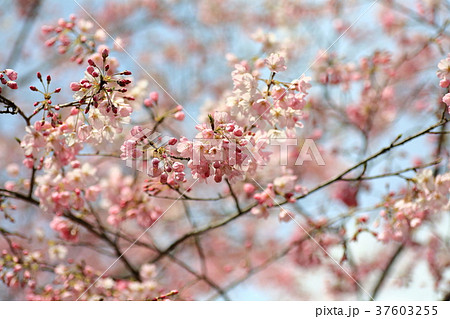 咲き誇る満開の桜 37603255