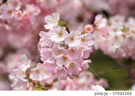 春爛漫、満開の桜 37603268