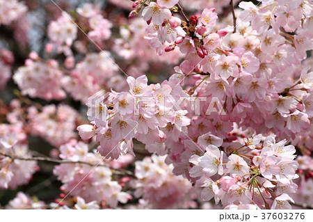 春爛漫、満開の桜 37603276
