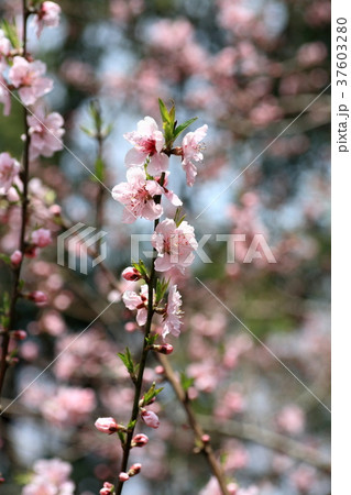 満開のアーモンドの花 満開のアーモンドの花 37603280