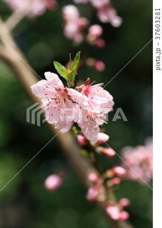 満開のアーモンドの花 満開のアーモンドの花 37603281