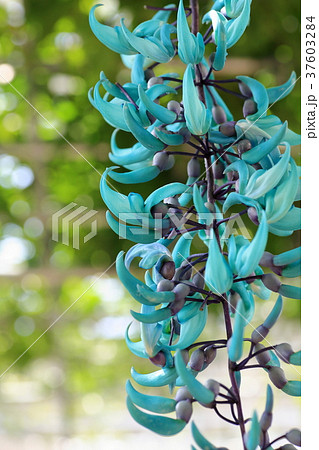 南国の青い花の写真素材