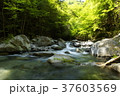 山梨県・西沢渓谷の渓流（七ツ釜五段の滝） 37603569