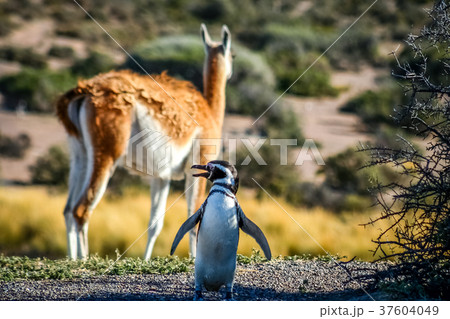 Magellanic penguin and guanaco 37604049