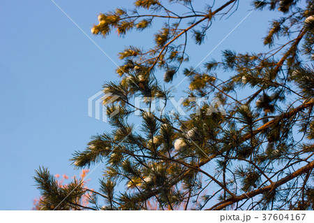 Green pine in a snowy forest underblue sky Green pine in a snowy forest underblue sky 37604167