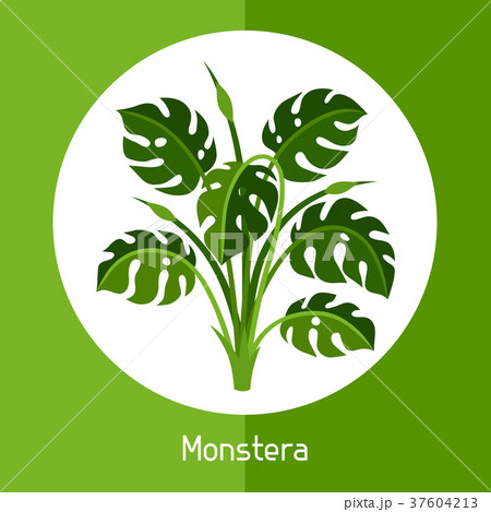 Monstera. Illustration of exotic tropical plant or 37604213