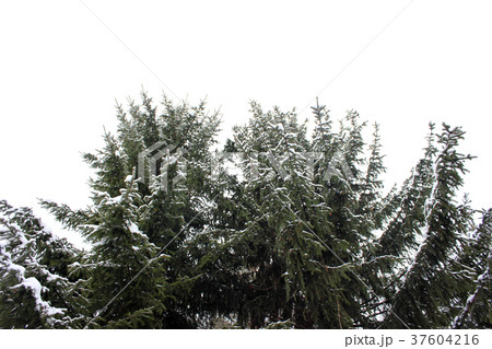 Pine trees against the white sky in winter forest 37604216