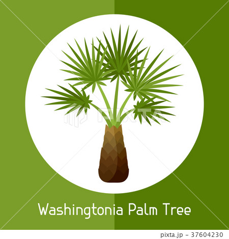 Washingtonia palm tree. Illustration of exotic Washingtonia palm tree. Illustration of exotic 37604230