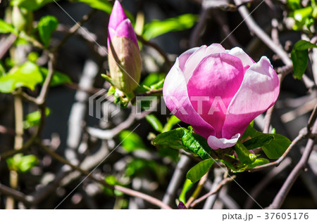 magnolia flowers on a blury background magnolia flowers on a blury background 37605176