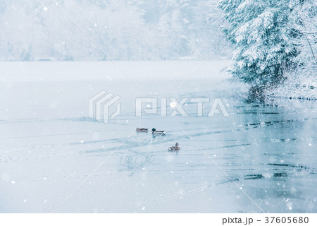 Winter landscape of ducks and a half frozen lake. 37605680